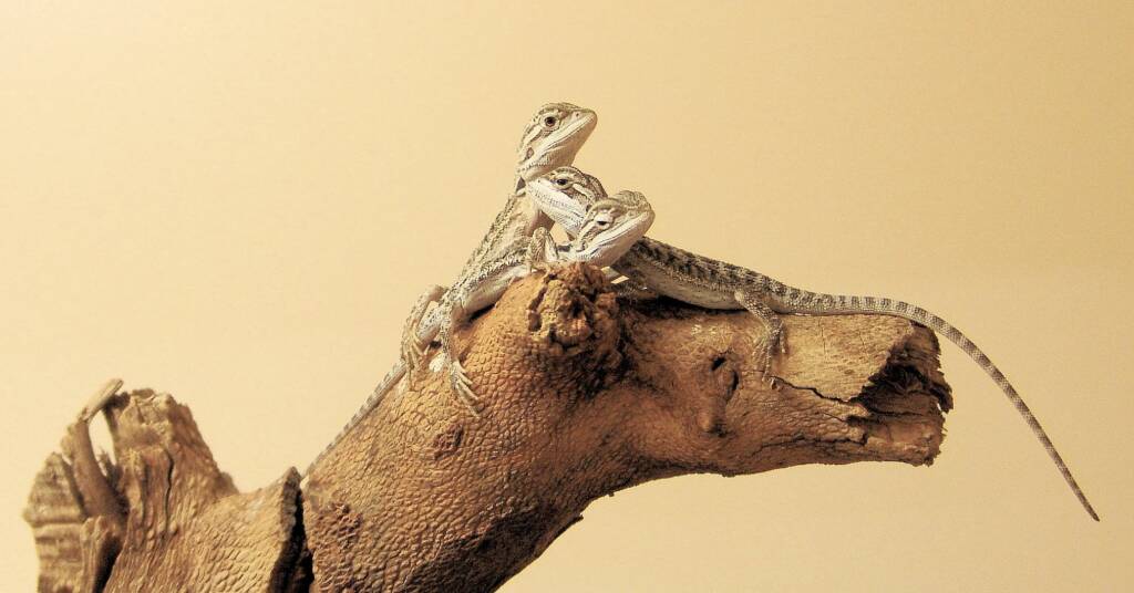 Juvenile Inland Bearded Dragon, Alice Springs Reptile Centre, NT