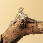 Juvenile Inland Bearded Dragon, Alice Springs Reptile Centre, NT