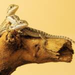 Juvenile Inland Bearded Dragon, Alice Springs Reptile Centre, NT