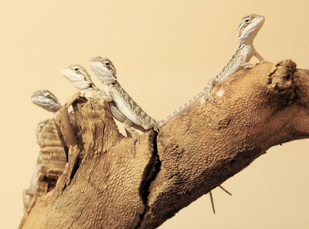 Juvenile Inland Bearded Dragon, Alice Springs Reptile Centre, NT
