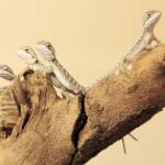 Juvenile Inland Bearded Dragon, Alice Springs Reptile Centre, NT
