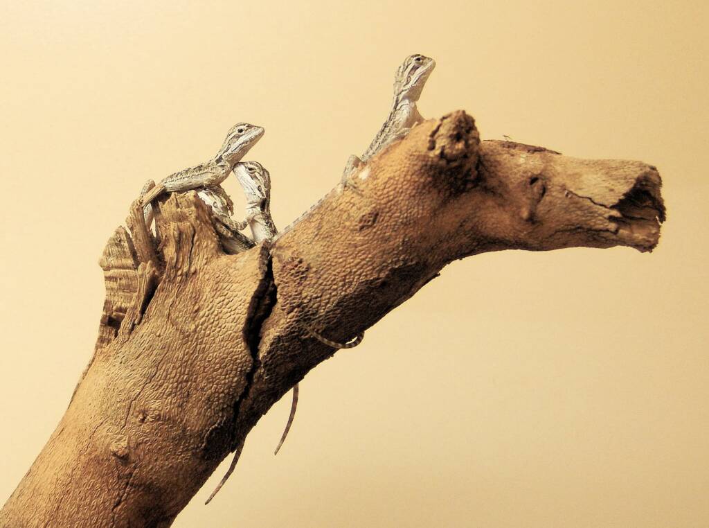 Juvenile Inland Bearded Dragon, Alice Springs Reptile Centre, NT