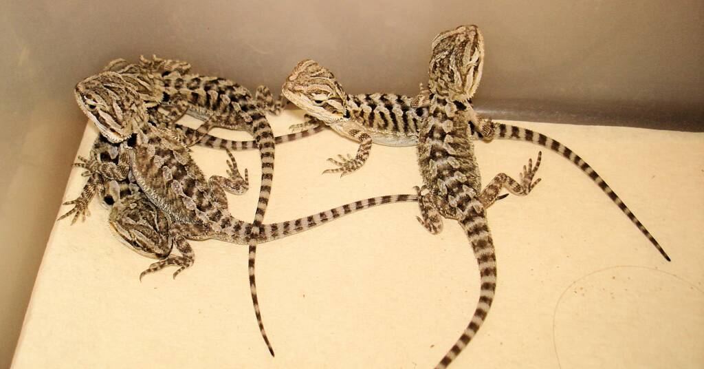 Juvenile Inland Bearded Dragon, Alice Springs Reptile Centre, NT
