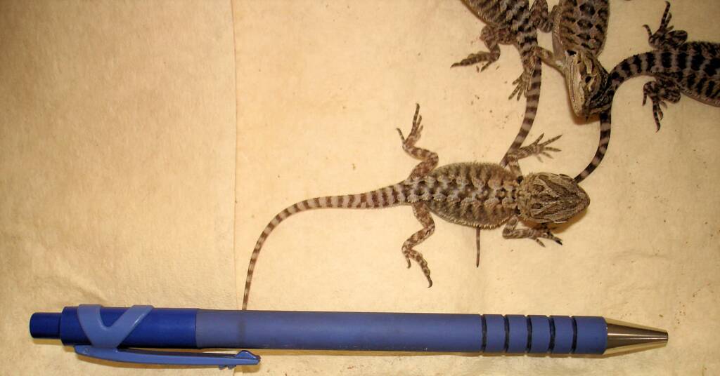 Juvenile Inland Bearded Dragon, Alice Springs Reptile Centre, NT