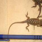 Juvenile Inland Bearded Dragon, Alice Springs Reptile Centre, NT