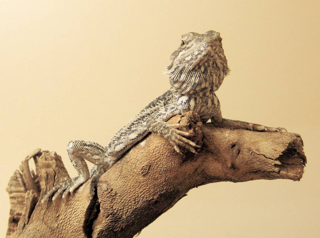 Young Adult Inland Bearded Dragon, Alice Springs Reptile Centre, NT