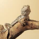 Young Adult Inland Bearded Dragon, Alice Springs Reptile Centre, NT