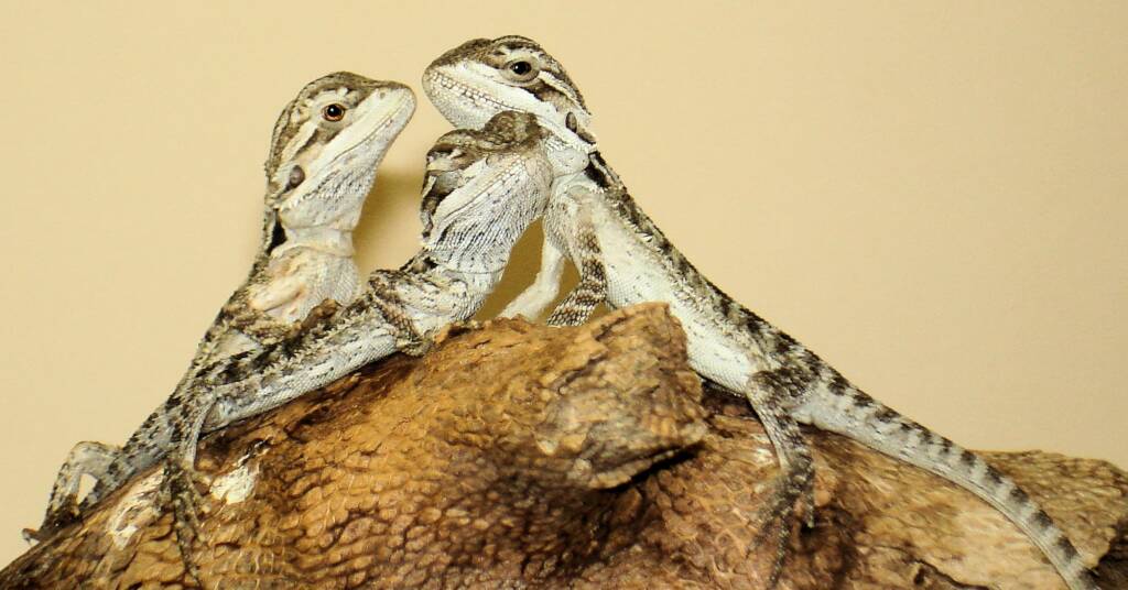 Juvenile Inland Bearded Dragon, Alice Springs Reptile Centre, NT