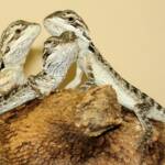 Juvenile Inland Bearded Dragon, Alice Springs Reptile Centre, NT