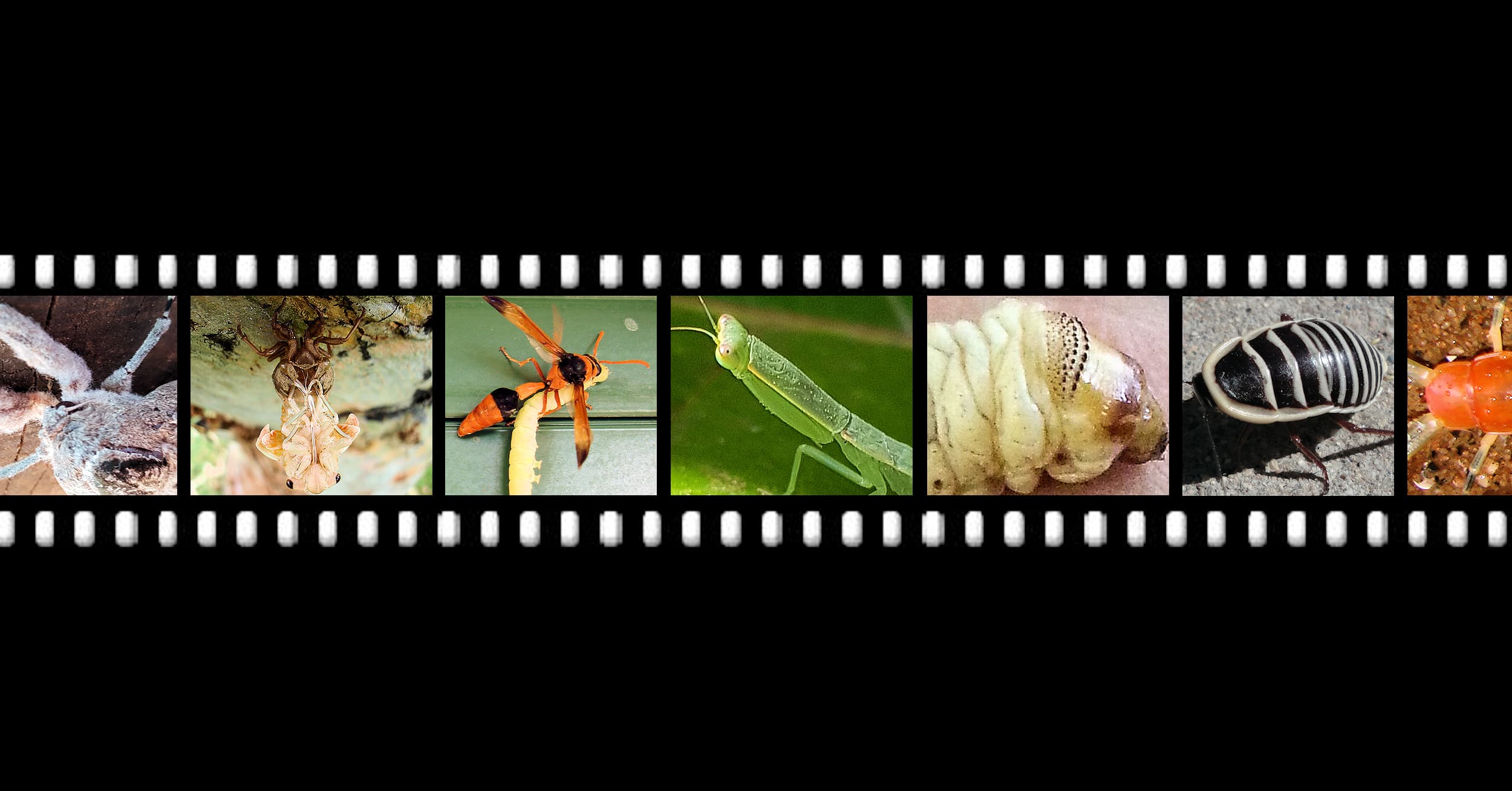Insects - Ausemade filmstrip
