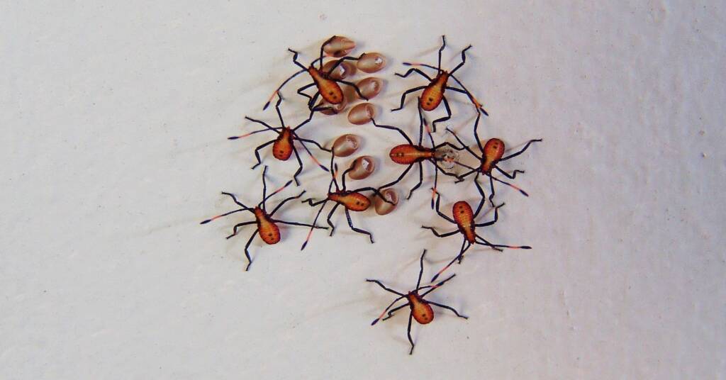 Insects, Alice Springs, NT