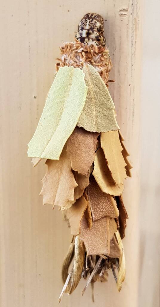 Leaf Case Moth (Hyalarcta huebneri)