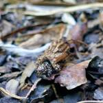 Case Moth, genus Lomera, family Psychidae