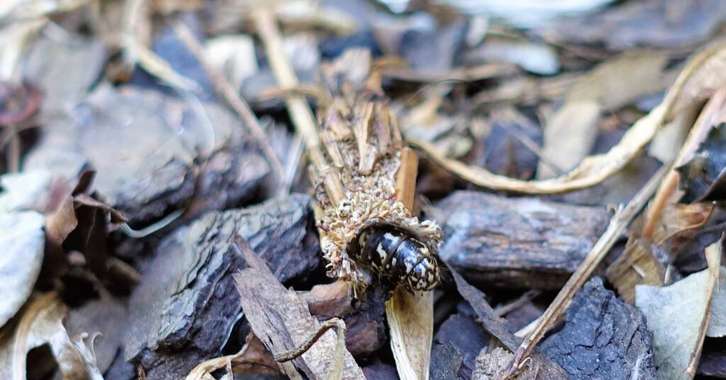 Leaf Case Moth (Hyalarcta huebneri)