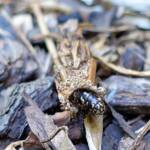 Case Moth, genus Lomera, family Psychidae