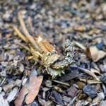 Case Moth, genus Lomera, family Psychidae