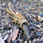 Case Moth, genus Lomera, family Psychidae
