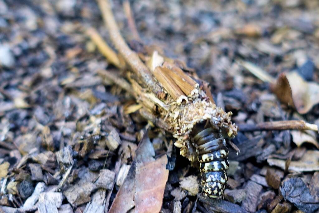Case Moth, genus Lomera, family Psychidae