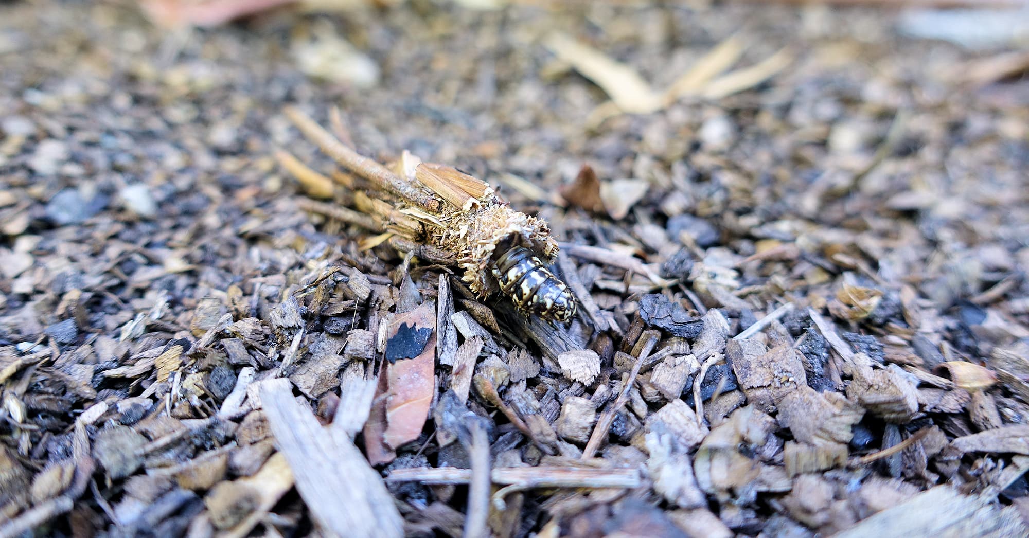 Case Moth, genus Lomera, family Psychidae