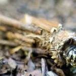 Case Moth, genus Lomera, family Psychidae