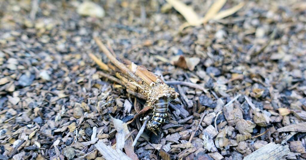 Leaf Case Moth (Hyalarcta huebneri)