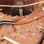 Lined Firetail Skink (Morethia ruficauda)