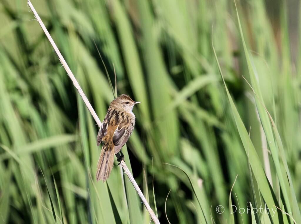 Little Grassbird © Dorothy L