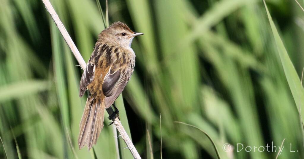 Little Grassbird © Dorothy L