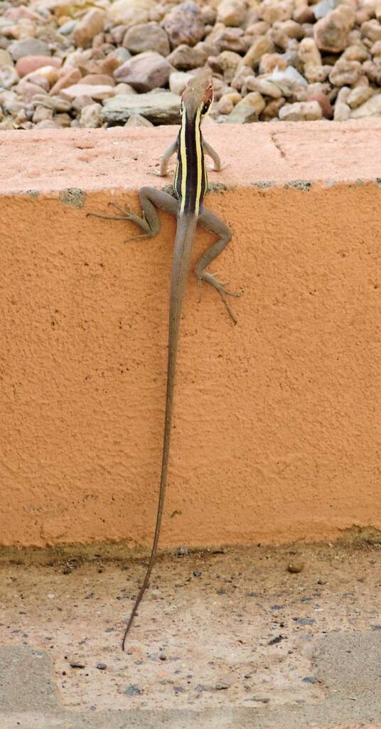 Dragon in the garden