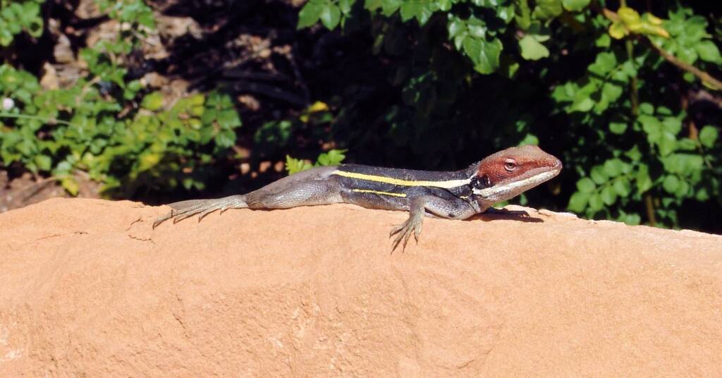 Dragon in the garden