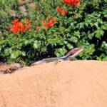 Dragon in the garden
