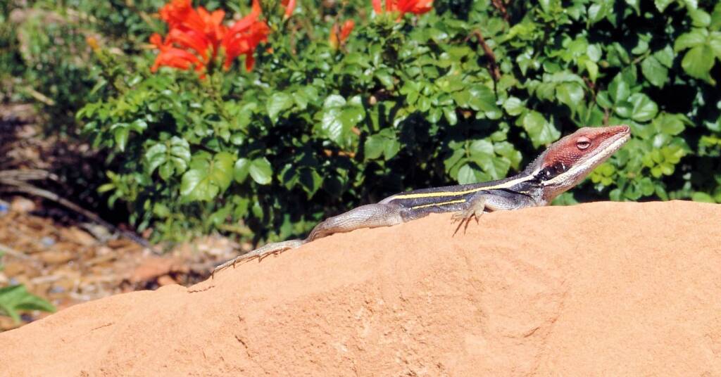 Dragon in the garden