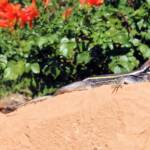 Dragon in the garden