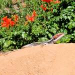 Dragon in the garden