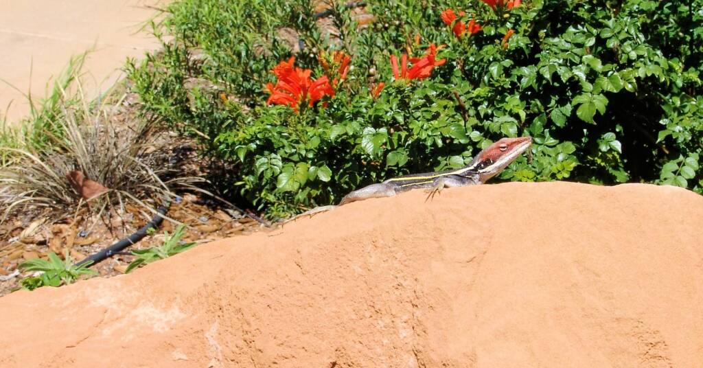 Dragon in the garden