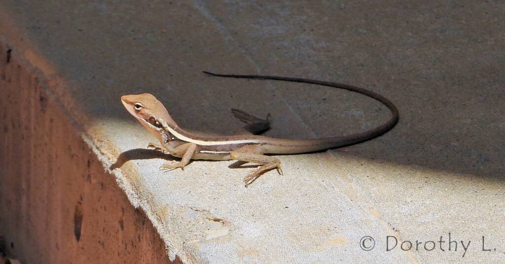 Long-nosed Dragon in Alice Springs backyard