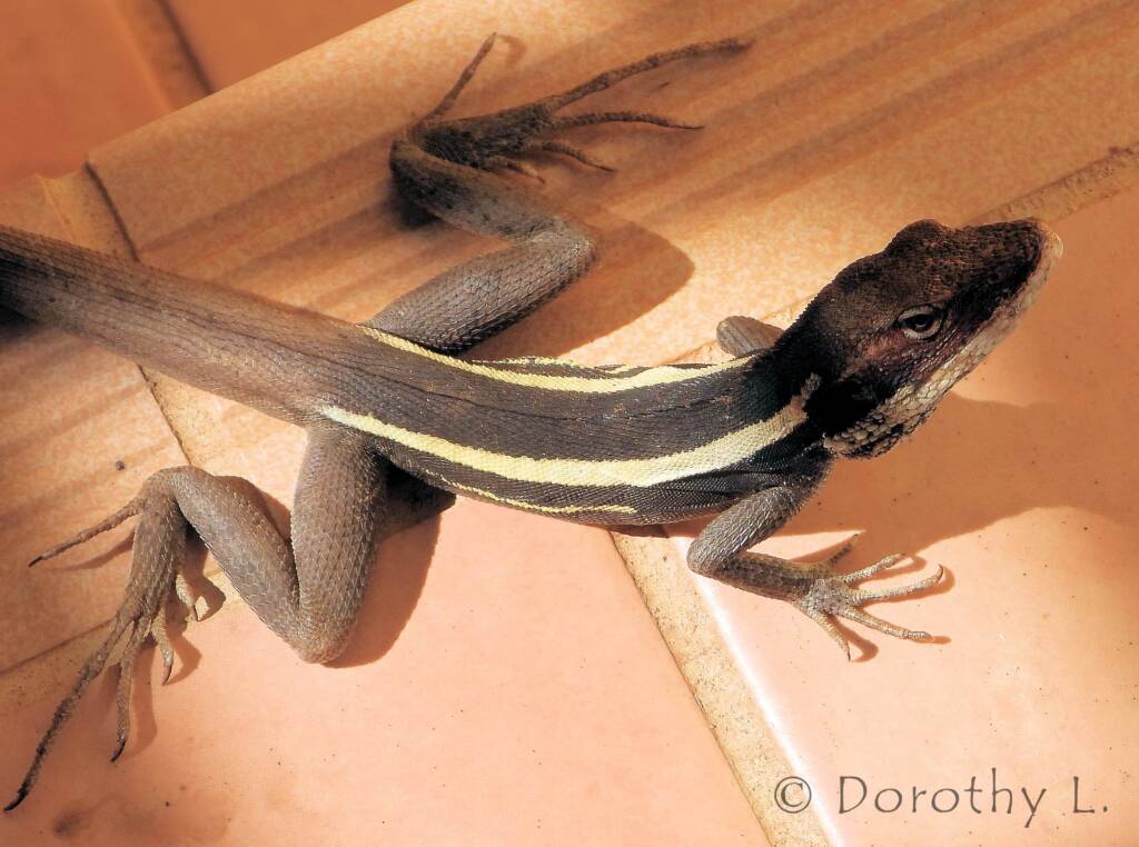 Long-nosed Dragon in Alice Springs backyard