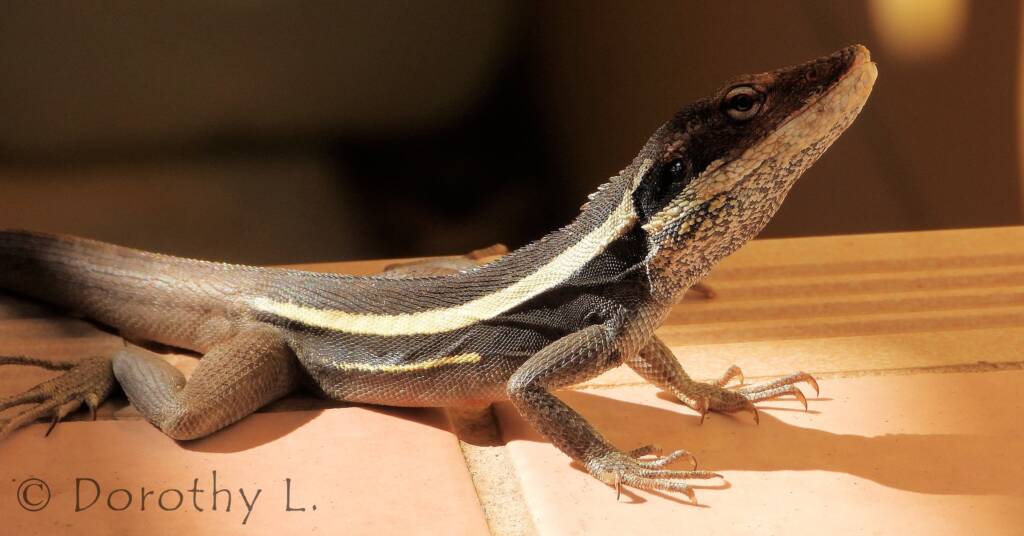 Long-nosed Dragon in Alice Springs backyard