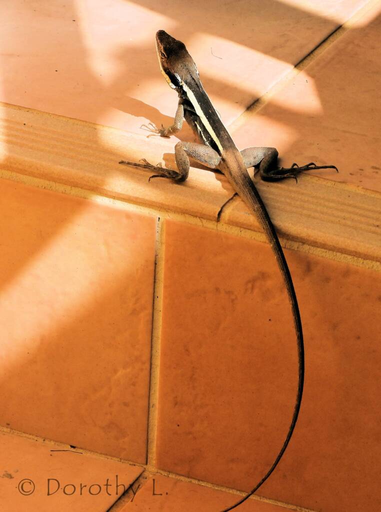 Long-nosed Dragon in Alice Springs backyard