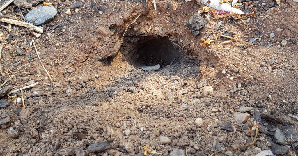 Burrow of a Long-nose Dragon (G. longirostris)