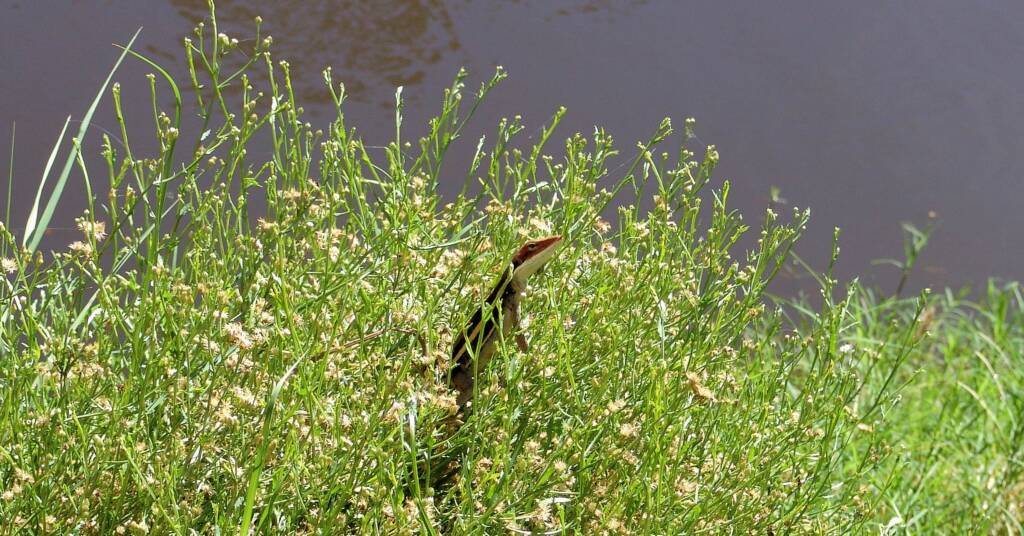 Long-nosed Dragon, Ormiston Gorge