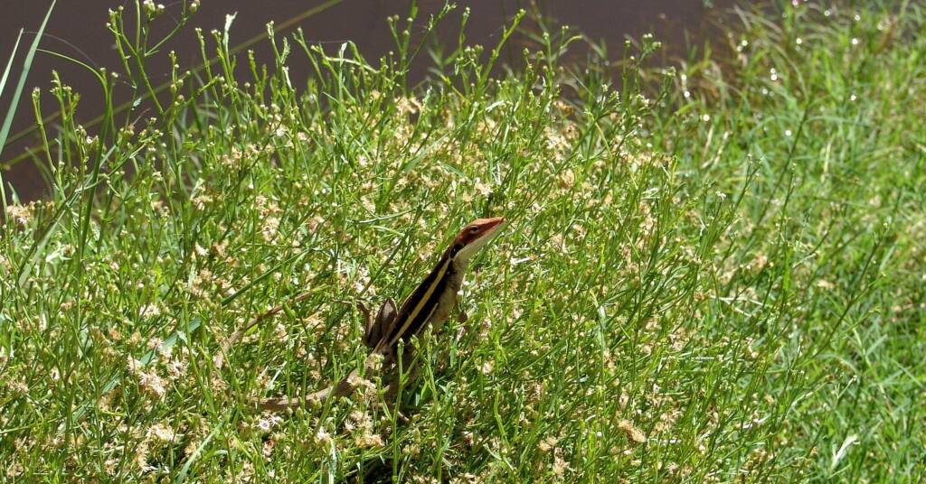 Long-nosed Dragon, Ormiston Gorge