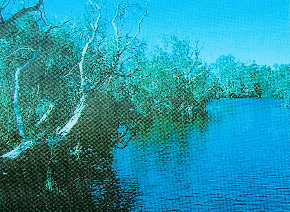 Main pool, Dalhousie Springs (from Dalhousie Springs signage)
