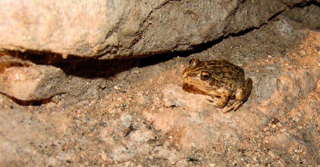Main’s Frog (Cyclorana maini)