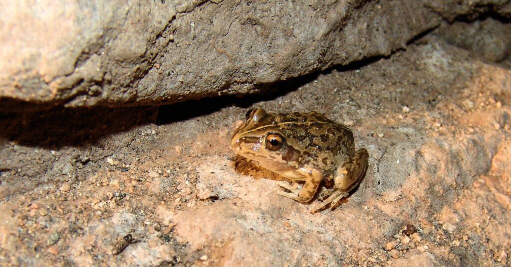Main’s Frog (Cyclorana maini)