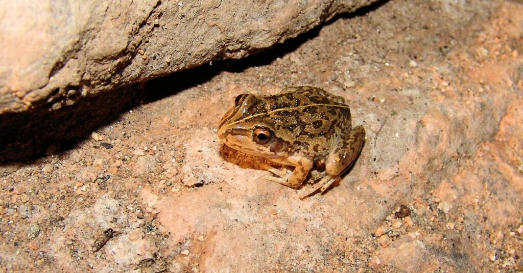 Main’s Frog (Cyclorana maini)