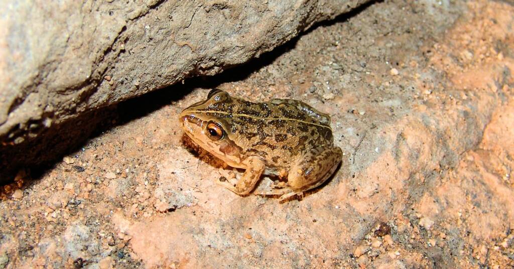 Main’s Frog (Cyclorana maini)