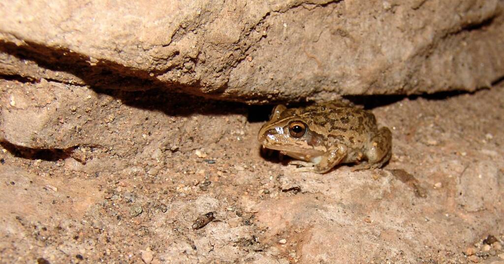 Main’s Frog (Cyclorana maini)