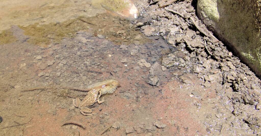Main’s Frog (Cyclorana maini), Palm Valley, NT