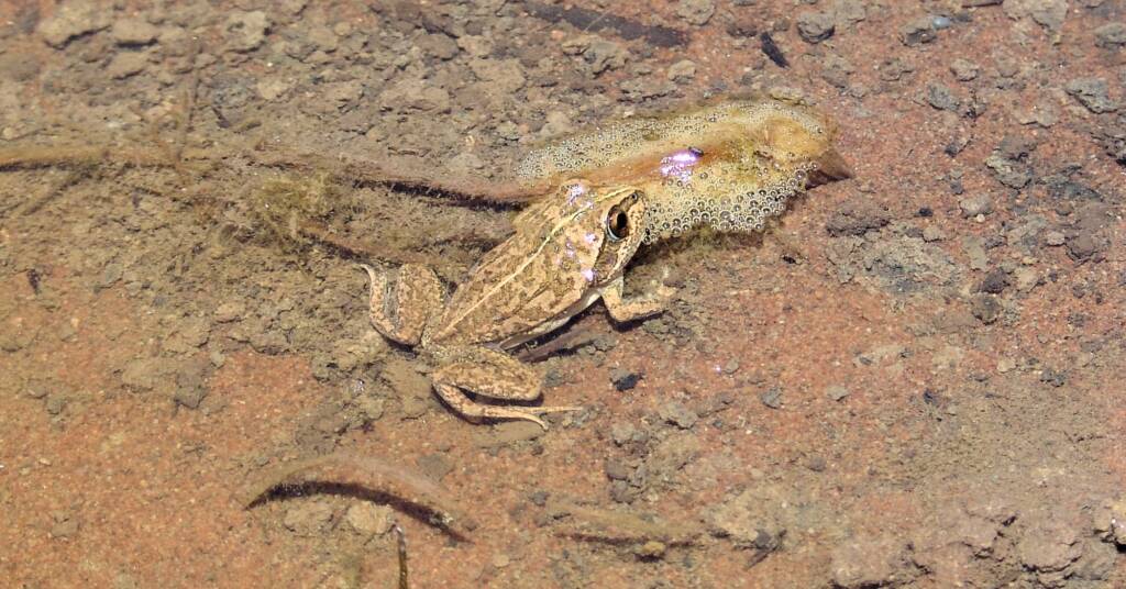 Main’s Frog (Cyclorana maini), Palm Valley, NT